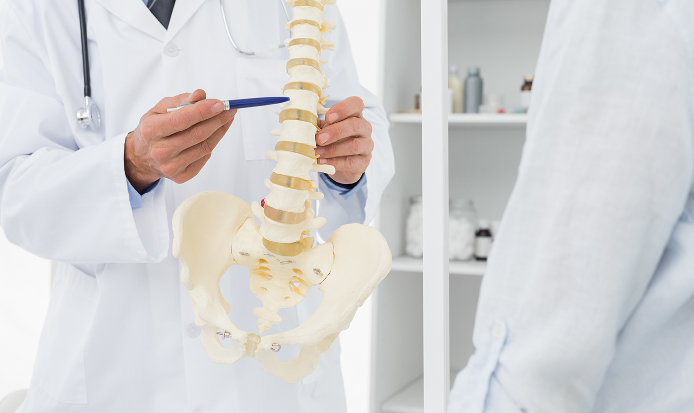 chiropractor holding a model of a spine